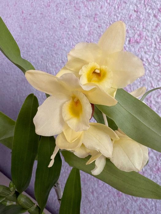 Орхідея Дендробіум Нобіле Жовтий