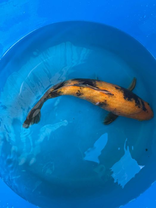 Carpa Koi KI UTSURI 32cm Japonesa