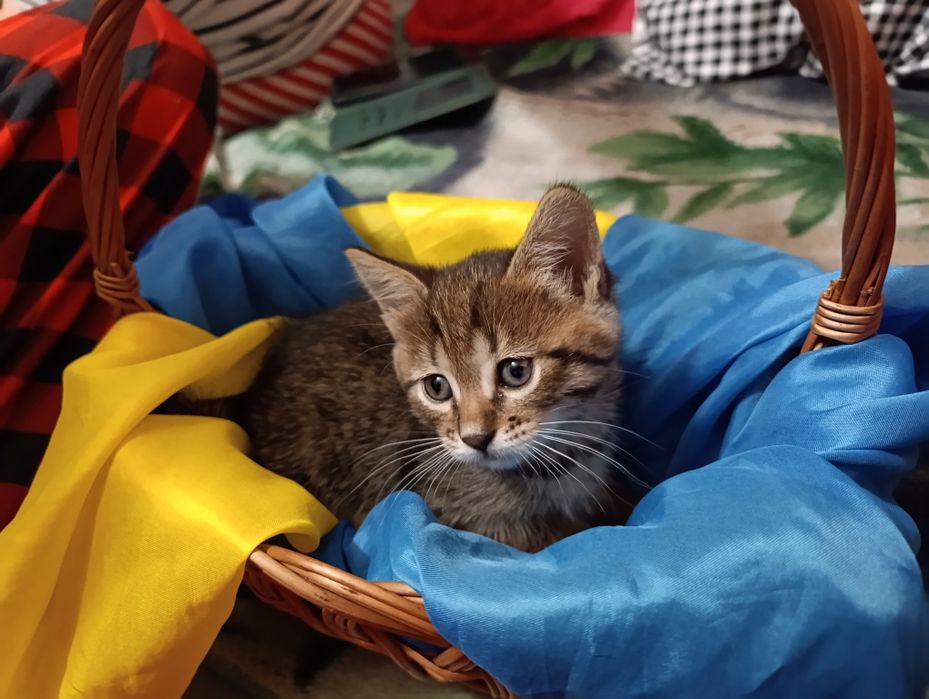 Кошенята шукають дім