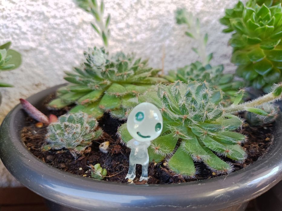 5 Fantasmas brilham no escuro,plantas, suculentas, orquídeas decoração