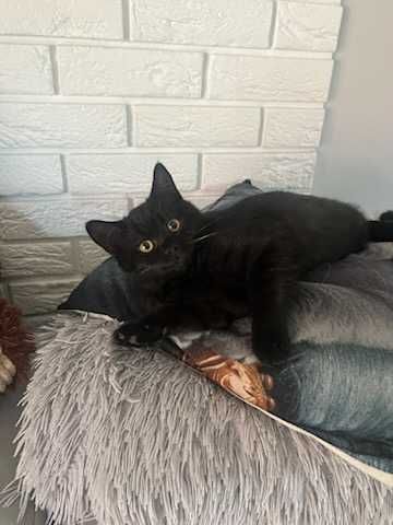 Cudowny kotek brytyjski