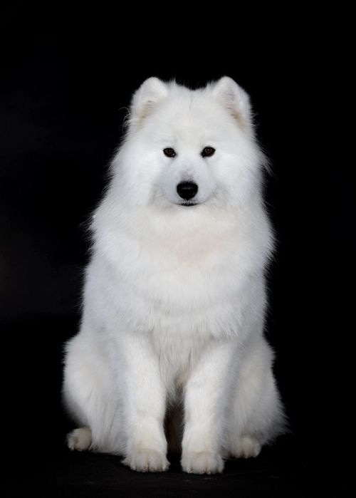 Samoyed ZkwP suczka.