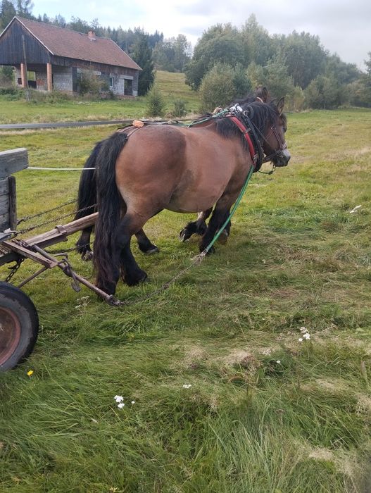 Witam sprzedam ładną klacz zimnokrwistą