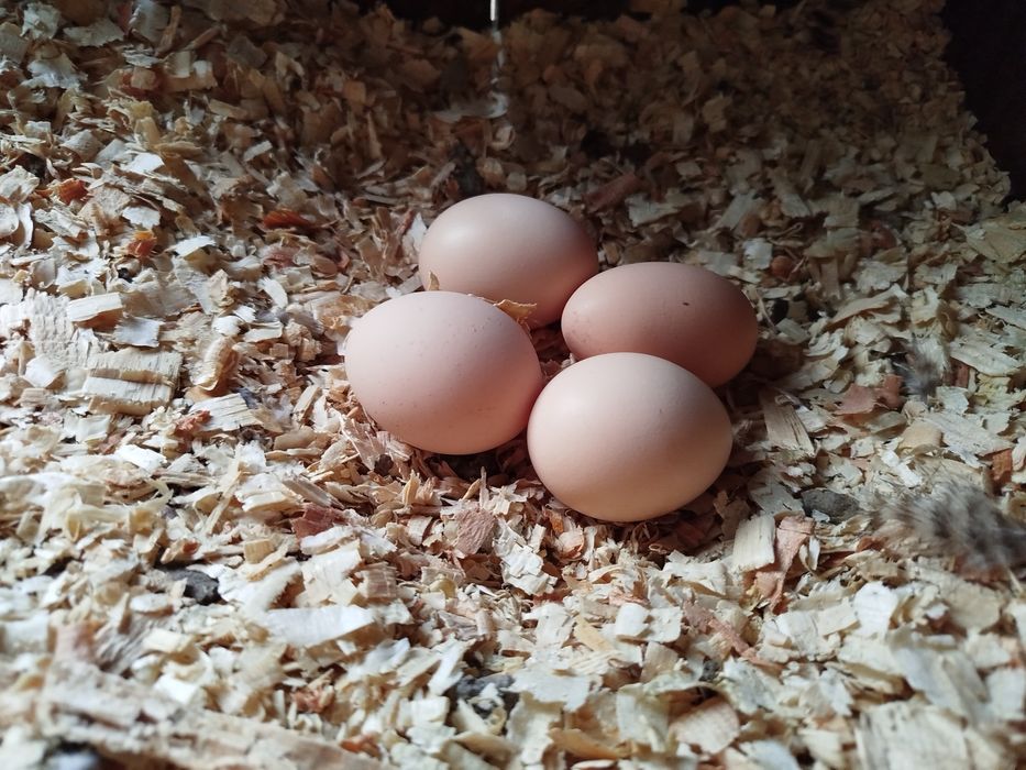 Vendo ovos galados de Plymouth Rock Barrado
