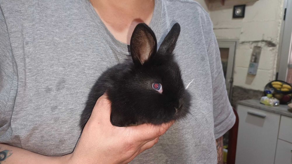 Vendo Coelhos  anões