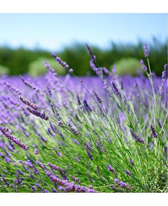 Lawenda pośrednia Grosso duża sadzonka