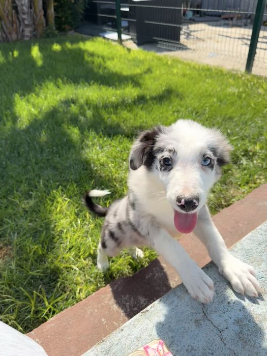 Border Collie Macho Merle