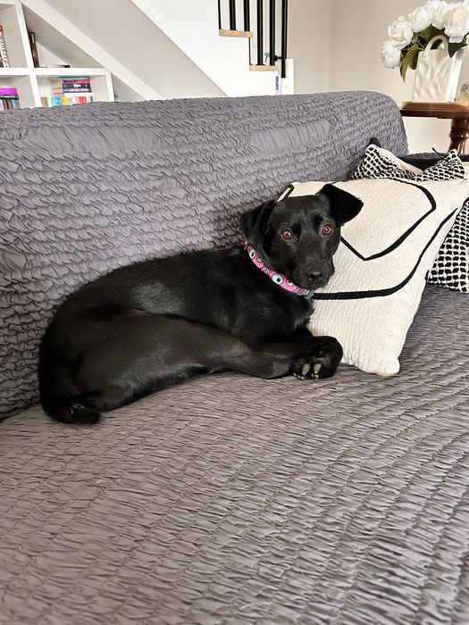 Niunia- delikatna sunia do adopcji.