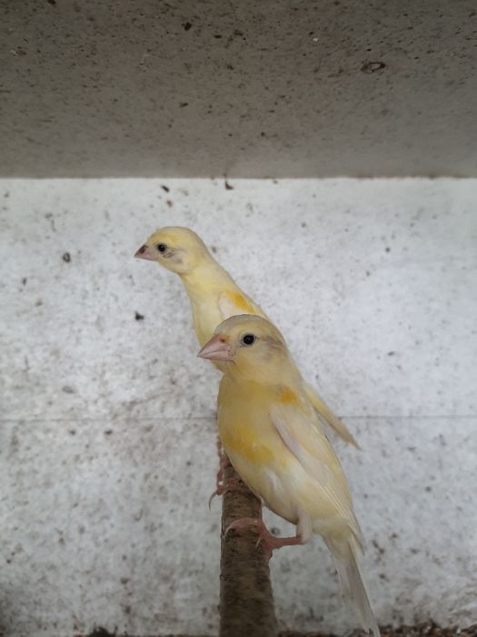 Vendo canários de várias cores