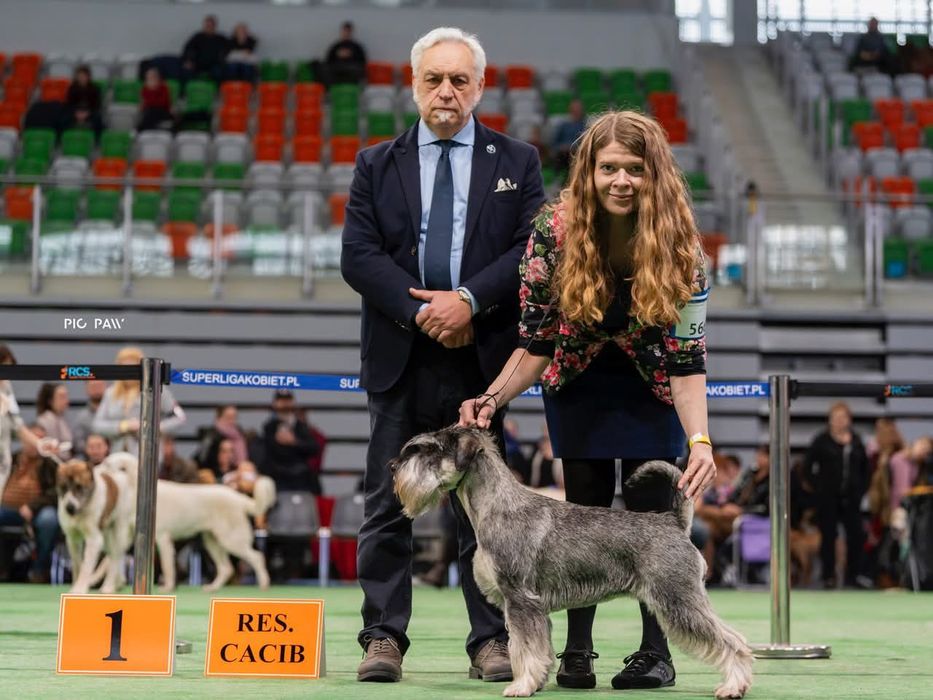 Sznaucer średni pieprz z solą -  miot ZKwP / FCI