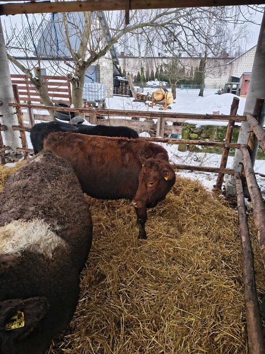 Jałówki mm limousine angus simental