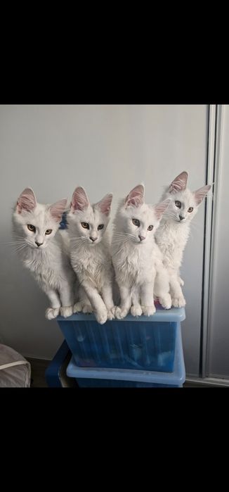 Piękna koteczka maine coon shaded Giulia as 11