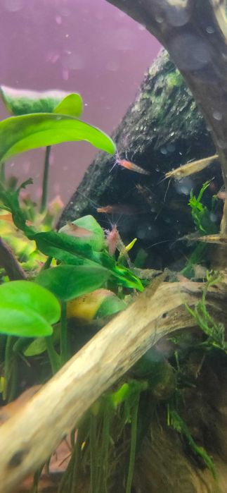 Krewetki mix kolorów