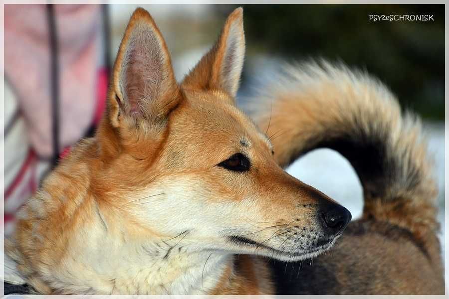 Piękna Kama szuka domu