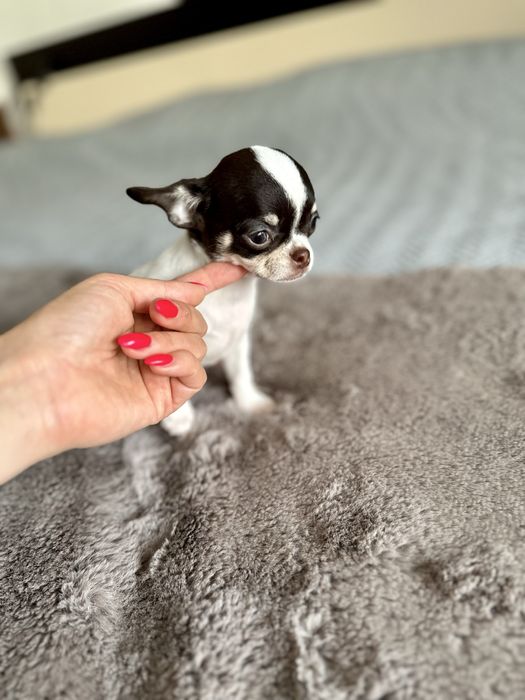 Femea chihuahua mini