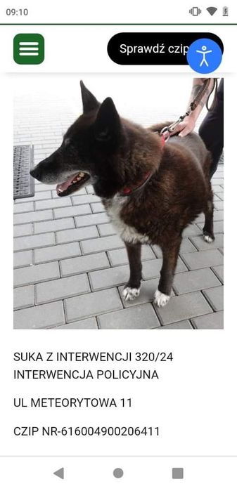 Znaleziona suczka,Gdańsk ul.Meteorytowa