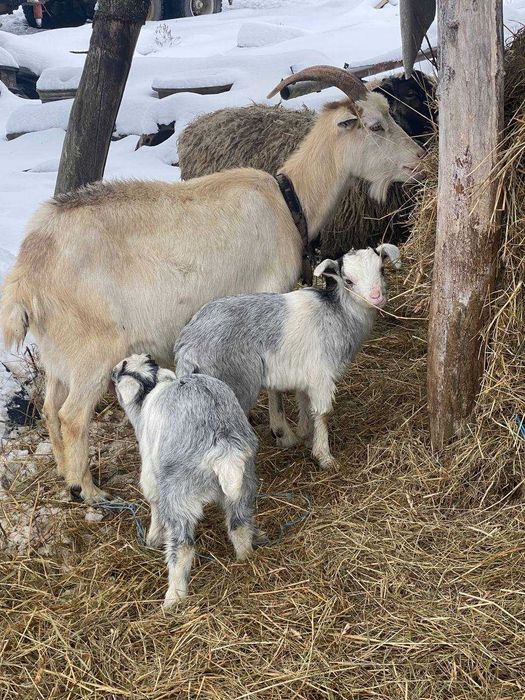 Цап , молоді кози