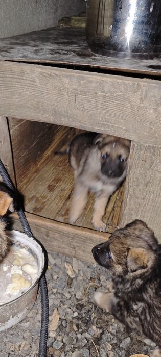 Віддам в хороші руки цуценя, песика