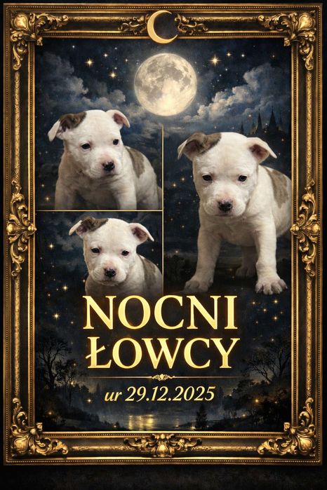 American staffordshire terrier Amstaff