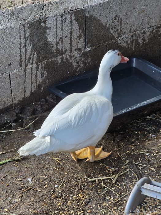 Patos mudos de 2026