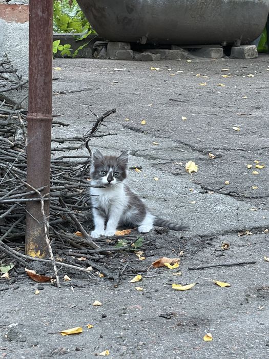 Віддамо кошенят в добрі руки