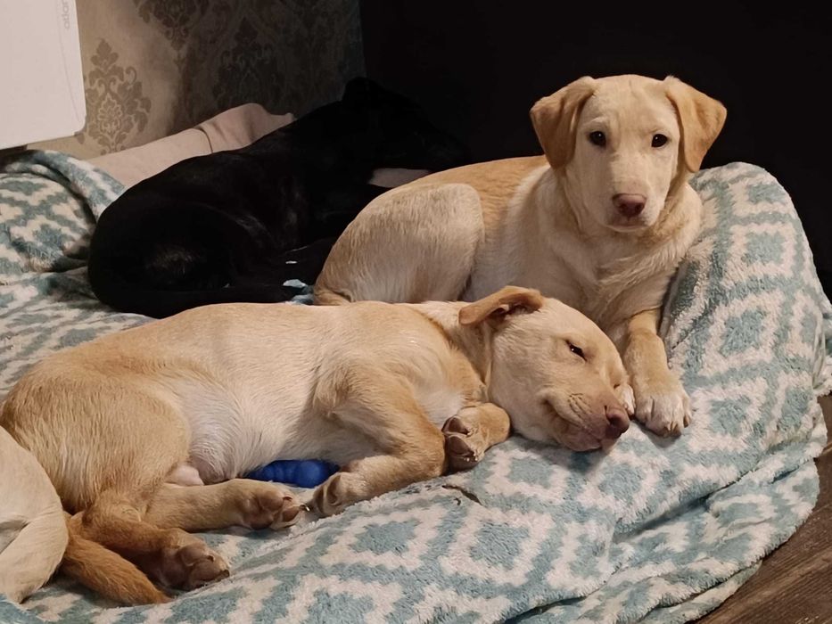 Fajny szczeniak szuka domu