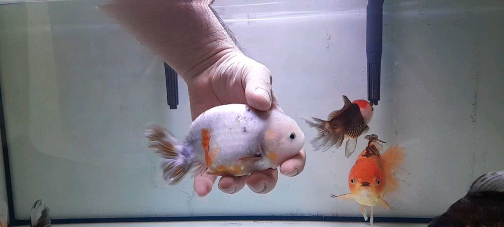 Rybki goldfish oranda welonki do zamiany