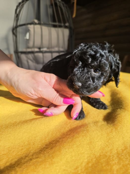 Pudel miniaturowy czarny piesek zkwp fci