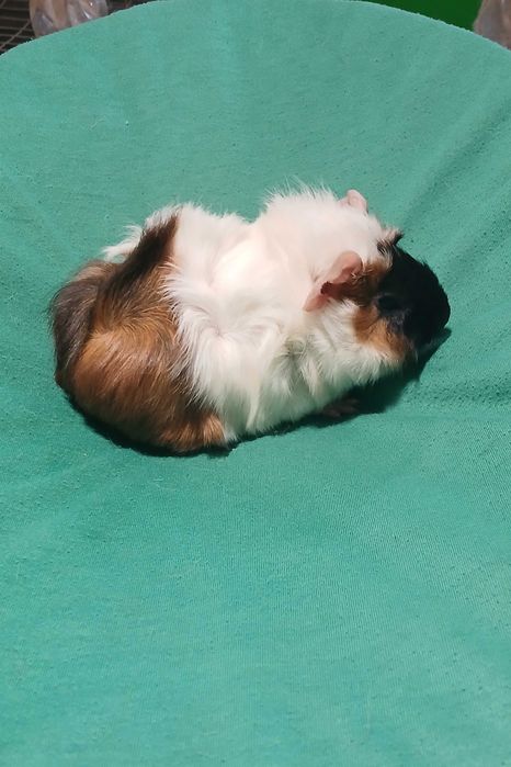 Морська Свинка, розетка.