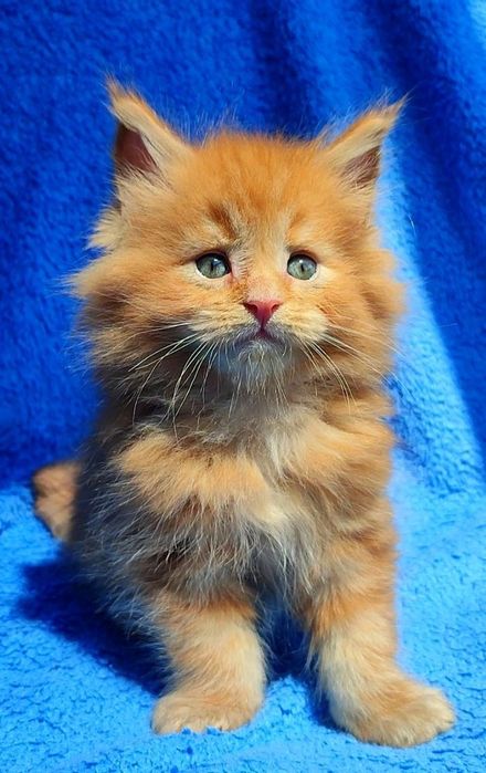 Котята мейнкуны кошечки и котики
