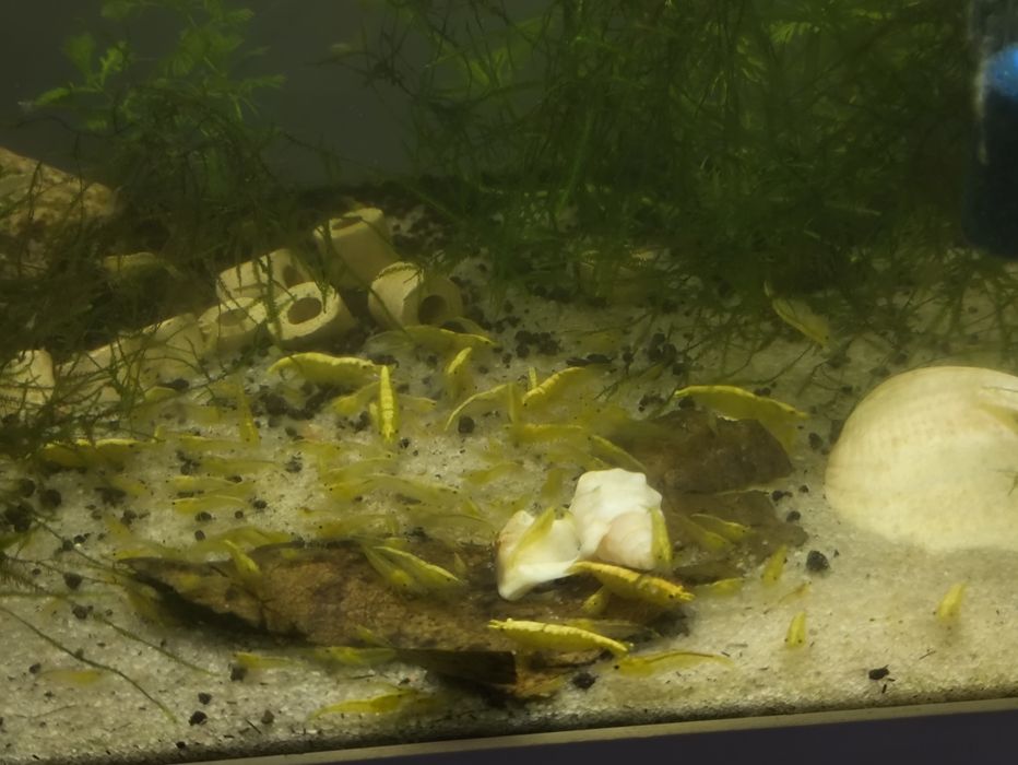 Neocaridina Yellow

(Yellow Sakura, Yellow Fire, or Neon Yellow) 
Yellow Sakura gold black e néon Yellow gold back