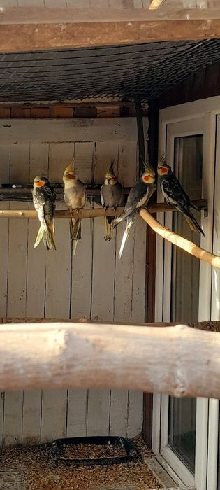 Sprzedam nimfy wystawowe