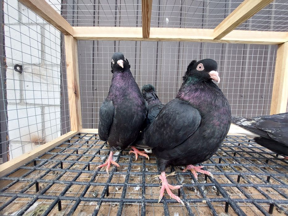 Gołębie wyszfance czarne