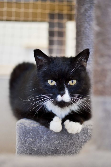 Maciuś -  wrażliwy kot do adopcji!