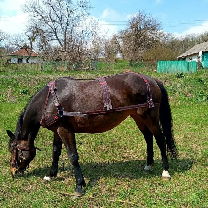 упряж шлея,наритник,недоуздок L,червоний