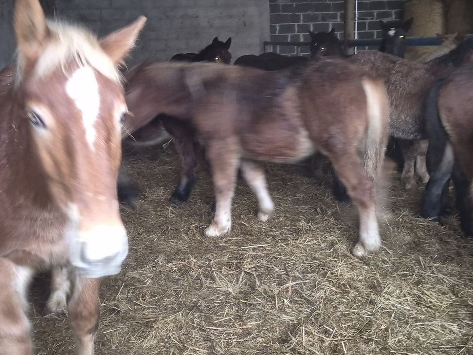 Sprzedam zrebaki zimnokrwiste