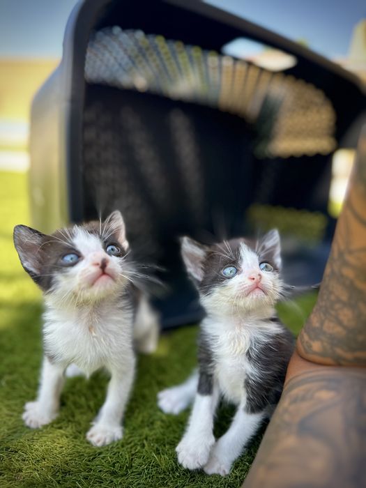 Gatinhos  para Adoção