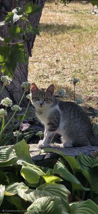 Отдам котят в добрые руки!