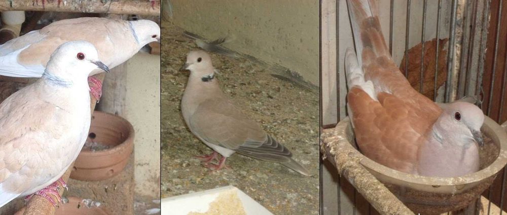 Rolas Dométicas Turcas India - Aves lindas