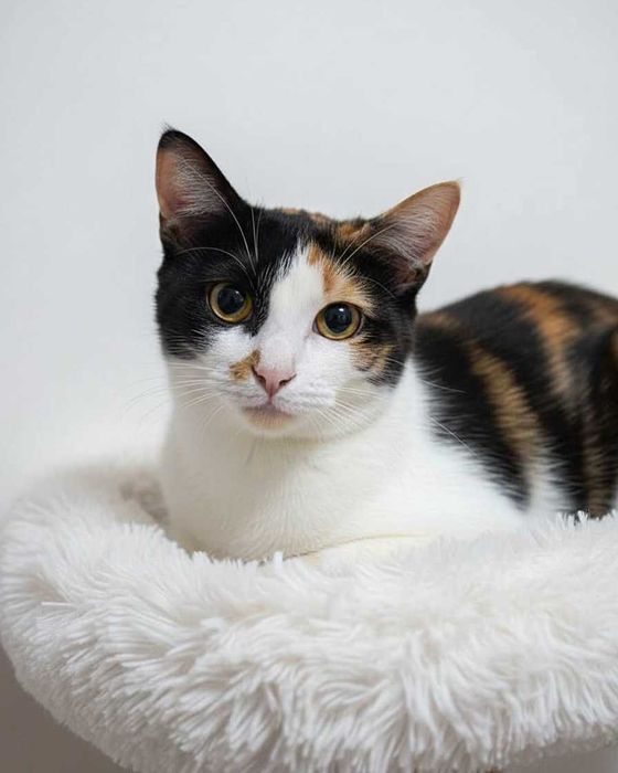 Setúbal / Margem Sul / Lisboa — LEOA, gatinha para adoção (especial)