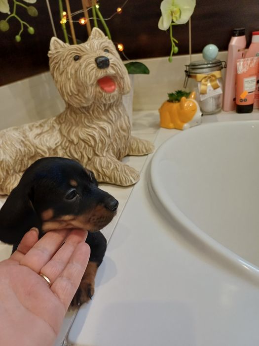 Piesek jamnik miniaturowy krótkowłosy