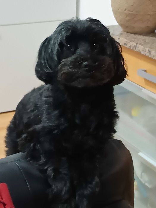 Menina procura namorado