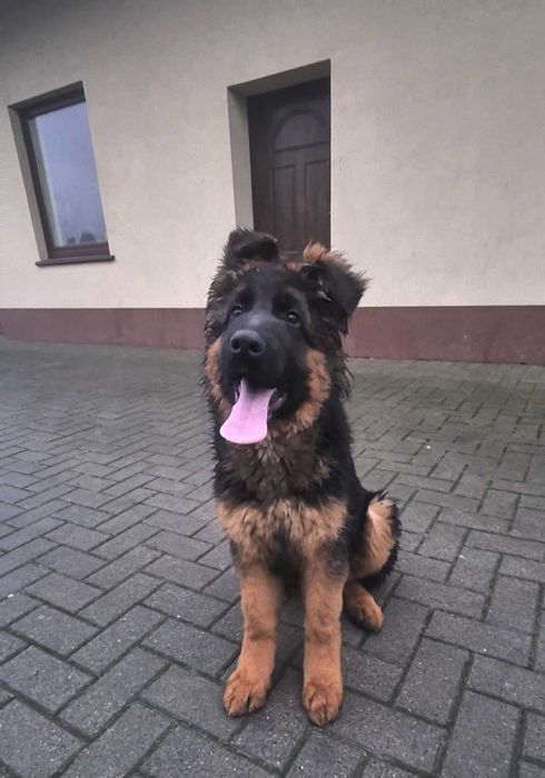 Owczarek niemiecki długowłosy FCI