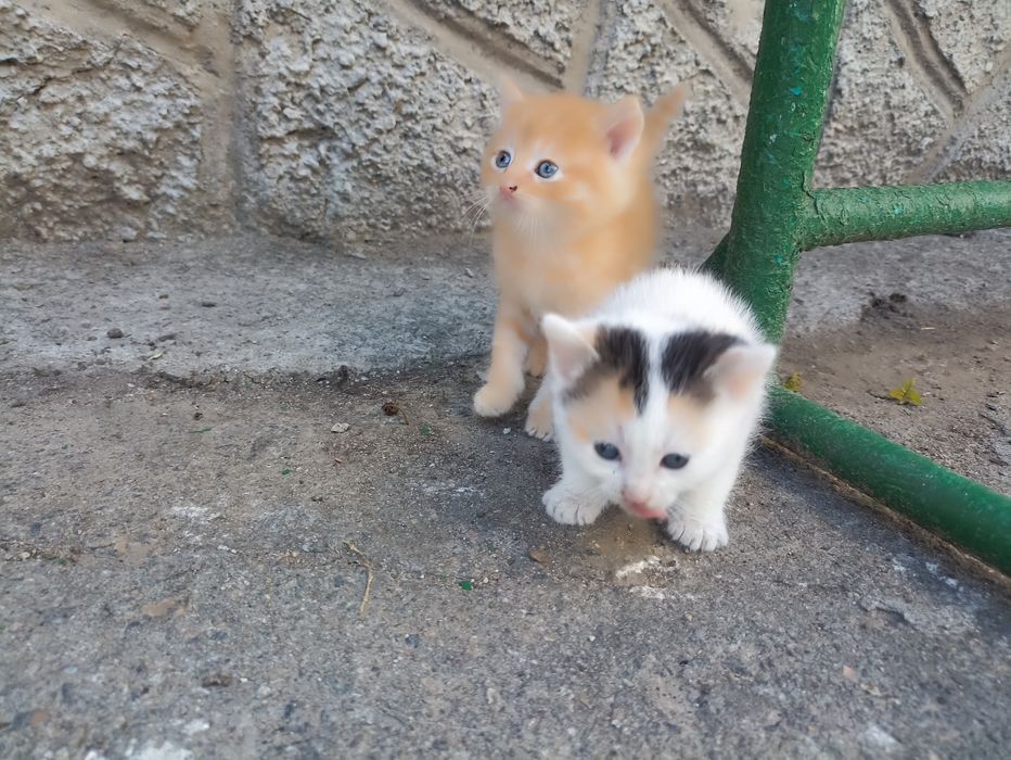 Віддам котенят .