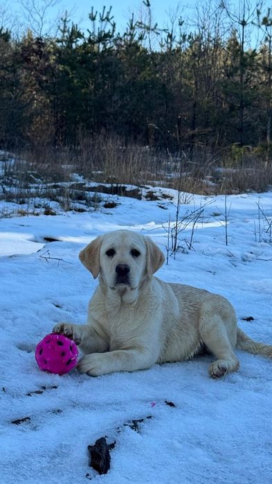 Подрощенные дети лабрадора