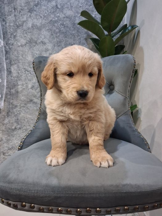 „Przepiękny piesek Golden Retriever