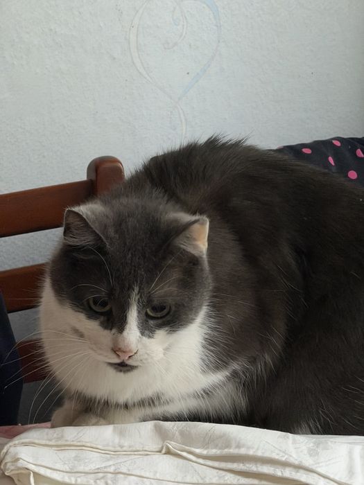 Котик в хорошие руки бесплатно. кот. котенок даром. котята.