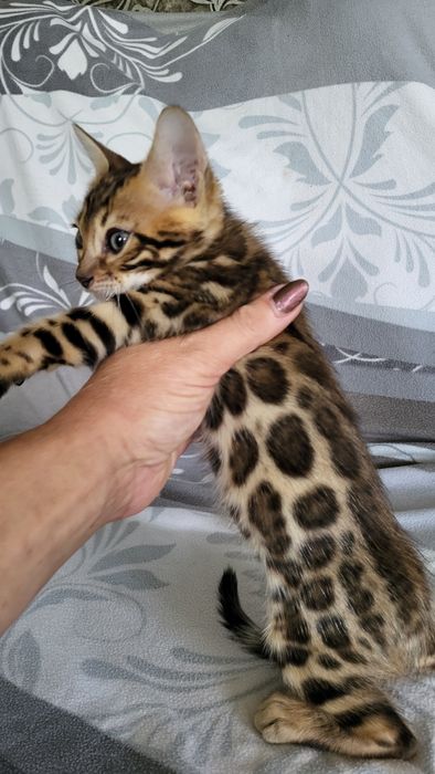 Бенгальские котята  клубные