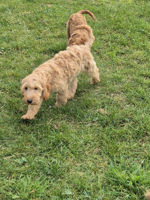 Cockapoo piesek .