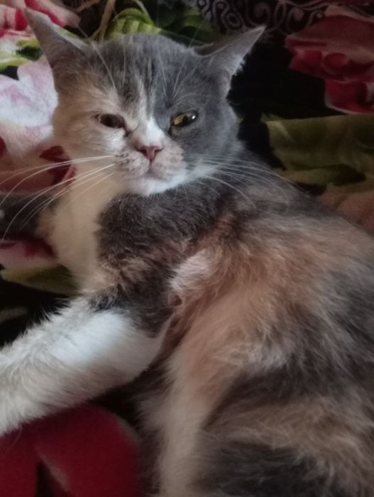 Британская кошечка